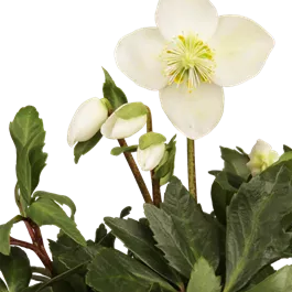 Helleborus Christmas Carol