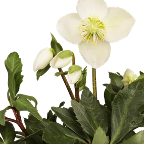 Helleborus Christmas Carol