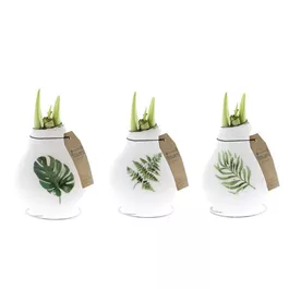 Hippeastrum Naturalz® Botanical Mix gewachst