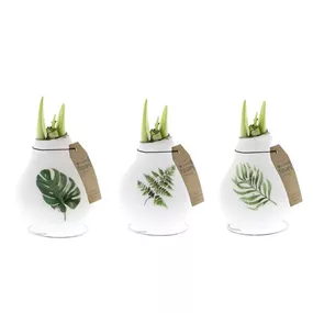 Hippeastrum Naturalz® Botanical Mix gewachst