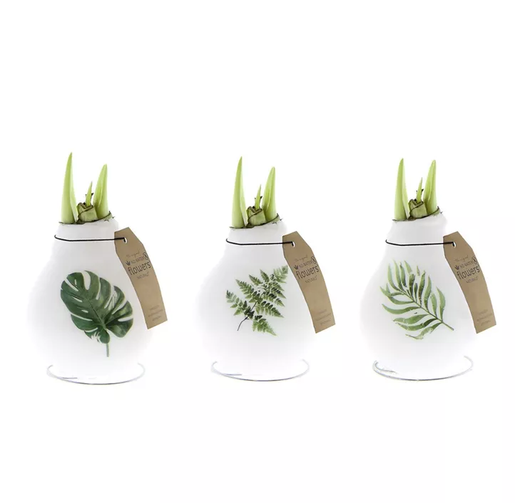 Gewachster Ritterstern