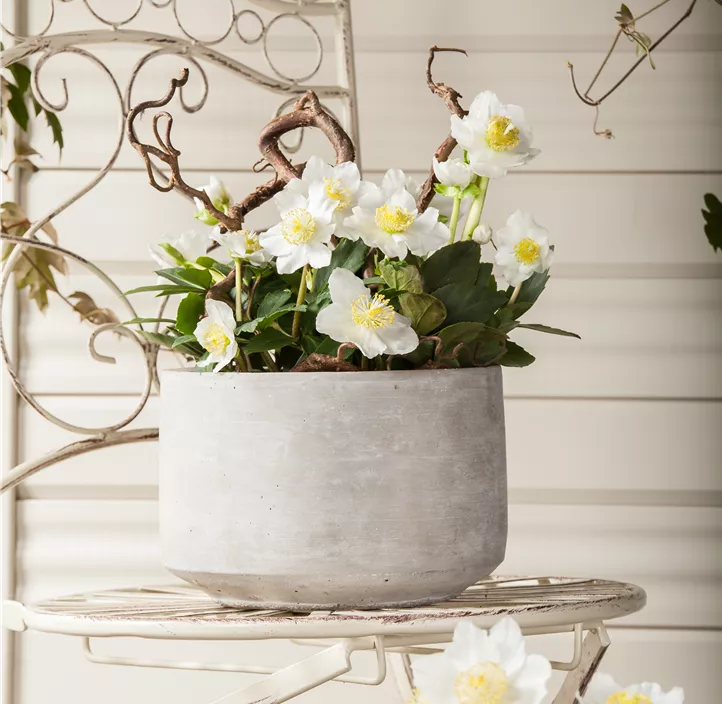 Laublose Schneerosen 'Christmas Carol'