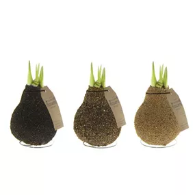 Hippeastrum Naturalz® Corkz Mix