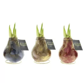 Hippeastrum Univerz® Jupiter Mix