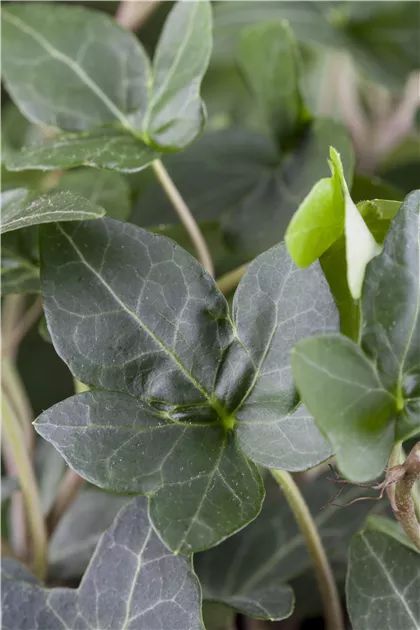 Hedera helix Ampel, Gemeiner Efeu Ampel - Bellaflora