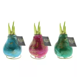 Hippeastrum Univerz® Saturnus Mix