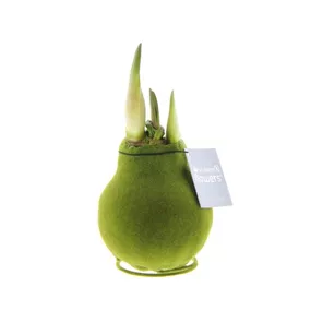 Hippeastrum Velvet Touchz® Green