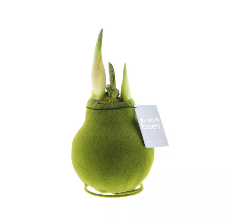 Ritterstern 'Velvet Touchz Green'