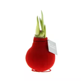 Hippeastrum Velvet Touchz® Red