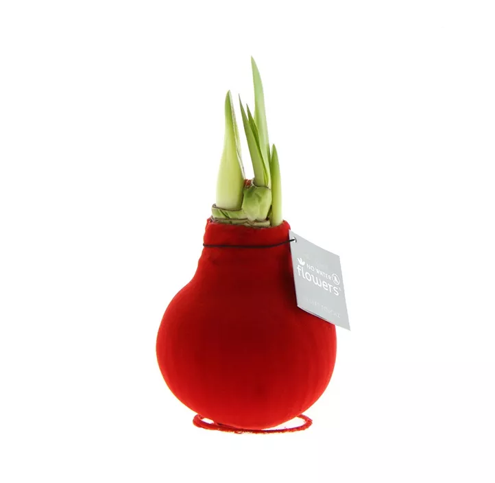 Ritterstern 'Velvet Touchz'