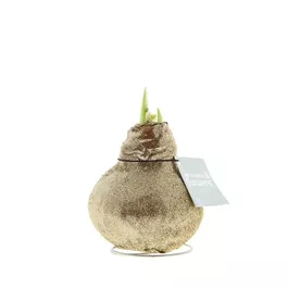 Hippeastrum Waxz Glitterz®