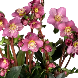 Helleborus Ice N Roses Pink