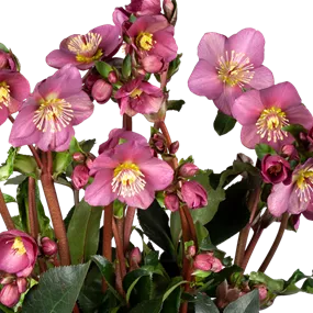 Helleborus Ice N Roses Pink