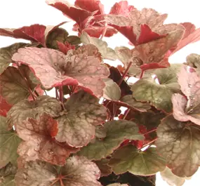 Heuchera Pinky Panky