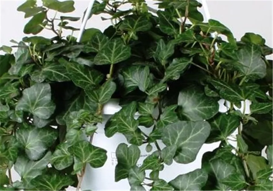 Hedera helix Ampel, Gemeiner Efeu Ampel - Bellaflora