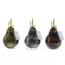 Hippeastrum Waxz® Antiquez Mix