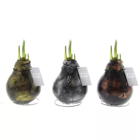 Hippeastrum Waxz® Antiquez Mix