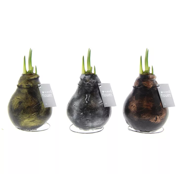 Gewachster Ritterstern