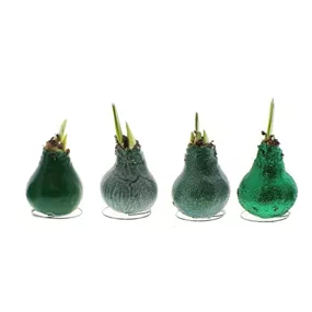 Hippeastrum Waxz® Dark Green Mix