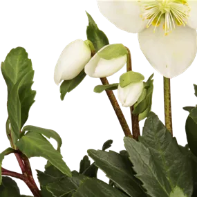 Helleborus Niger Christmas Carol