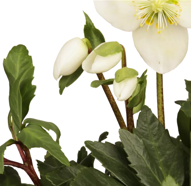 Christrose 'Christmas Carol'