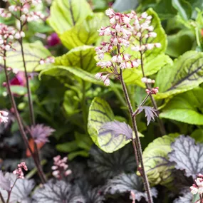 Heuchera Wertvolle Sorten