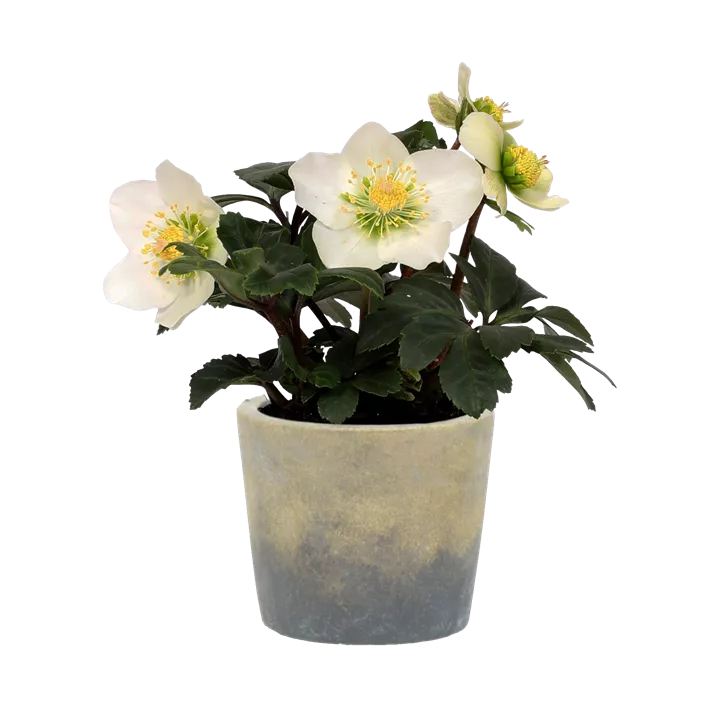 Christrose 'Christmas Carol'