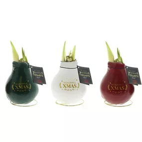 Hippeastrum Waxz® Xmas Message Mix