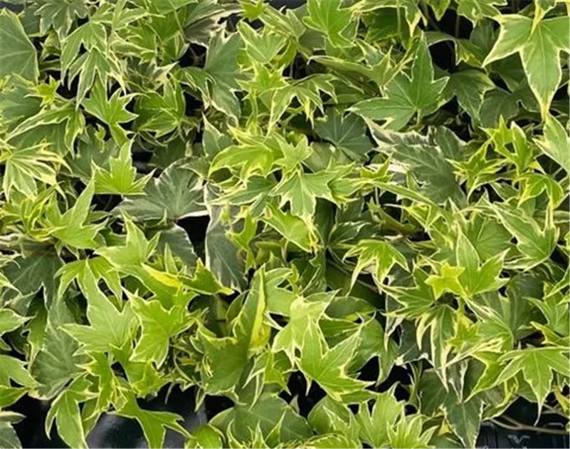 gummibaum kaufen groß Ficus elastica (Gummibaum) (XL) kaufen main image 1