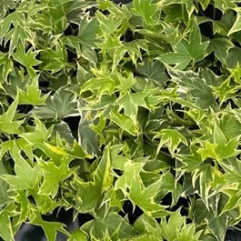 Hedera helix, gelb-bunt