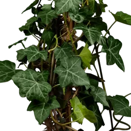 Hedera hibernica