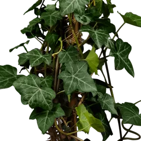Hedera hibernica
