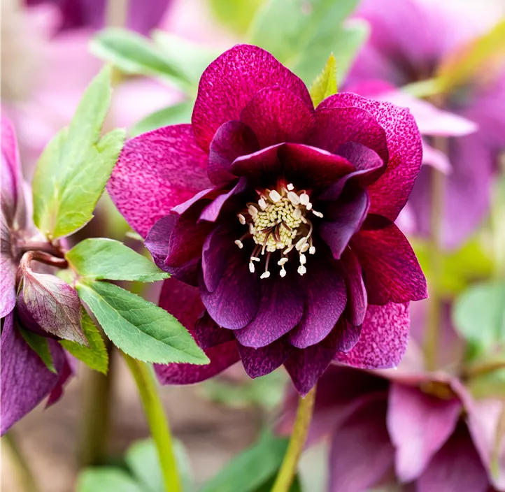 Orientalische Nieswurz 'Pretty Ellen'