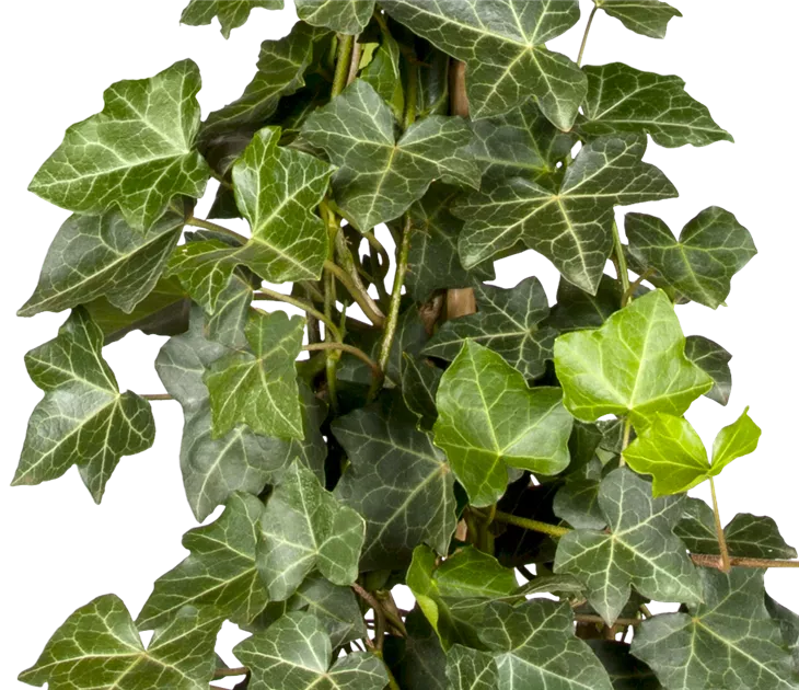 Hedera hibernica, Groblttriger Irischer Efeu - Bellaflora
