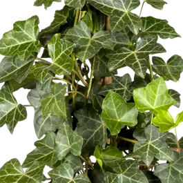 Hedera hibernica