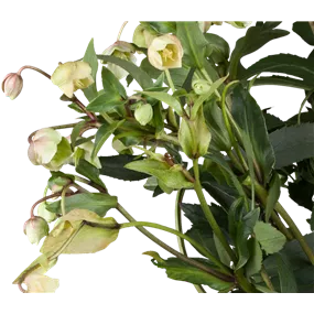Helleborus Winter Ballet