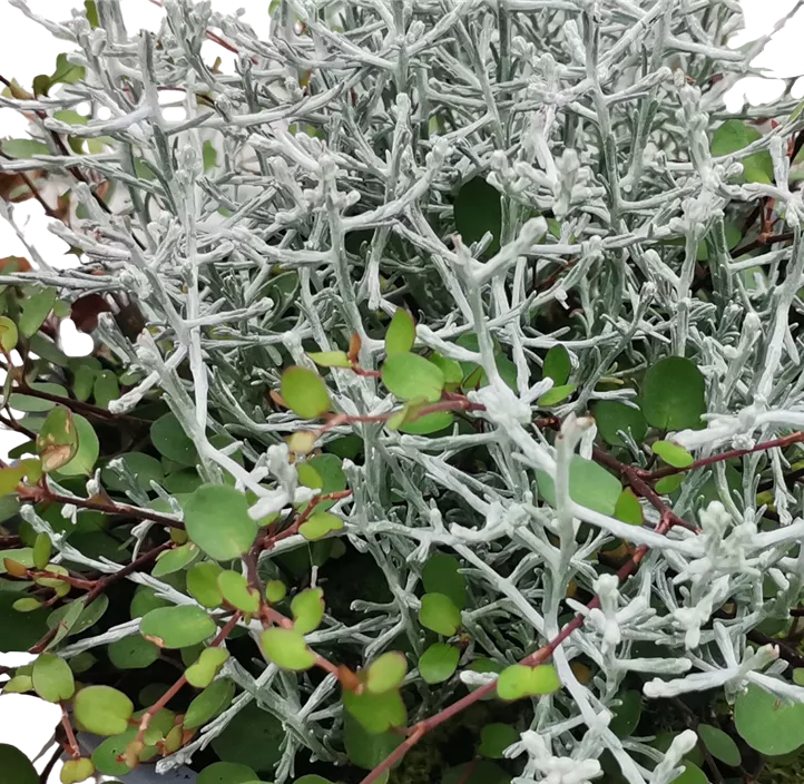 Herbstkombination Duo