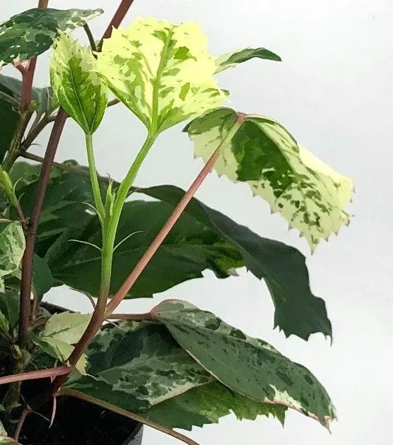 Hibiscus variegata, Hibiskus variegata - Bellaflora