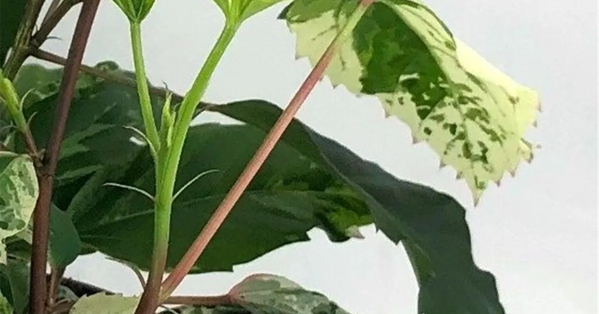 Hibiscus variegata, Hibiskus variegata - Bellaflora