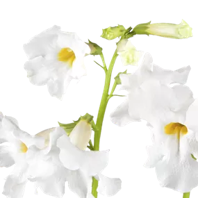 Incarvillea delavayi Snowtop