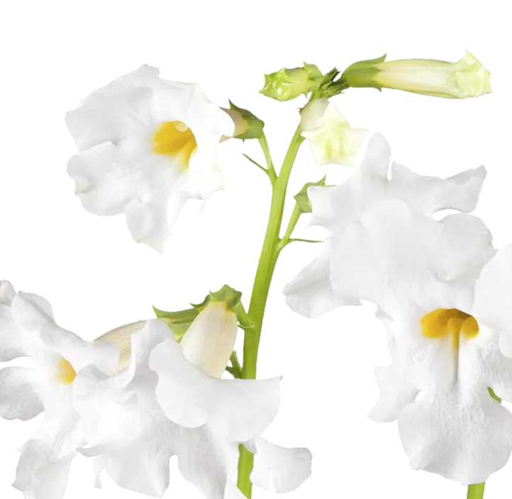 Staudengloxinie 'Snowtop'