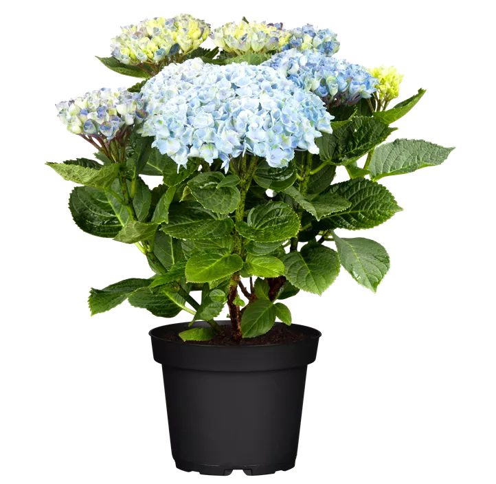 Gartenhortensie 'Magical Revolution'®