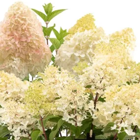 Hydrangea paniculata Living Creations mix