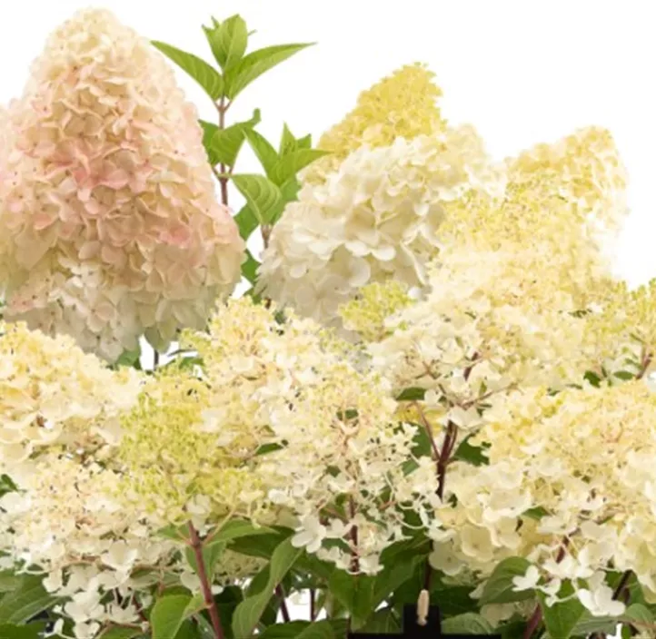 Rispenhortensie 'Living Creations'®