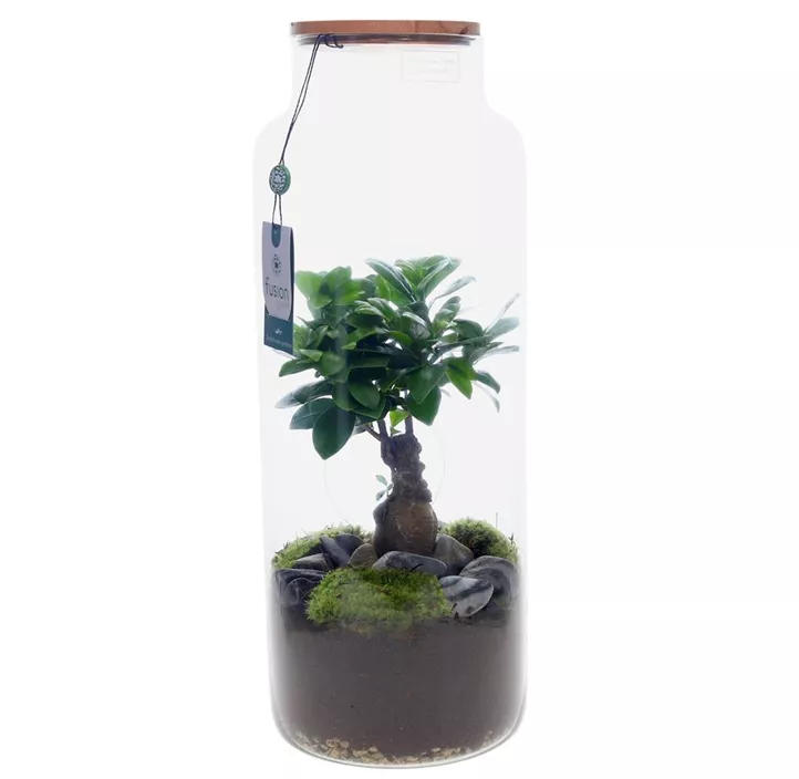 Indoor-Terrarium mit Ficus Ginseng Bonsai