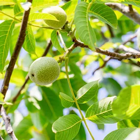 Juglans regia Weinsberg 2