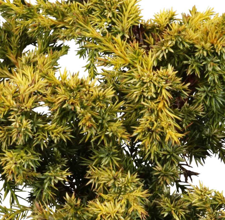 Chinesischer Wacholder 'Olympia' Bonsai