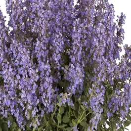 Katzenminze im Dekotopf