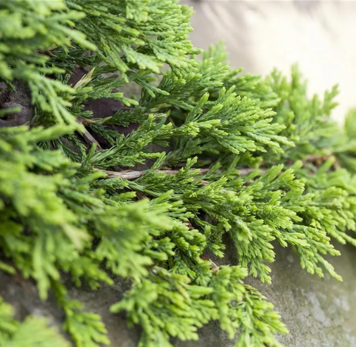 Blauer Teppichwacholder 'Glauca', 2 Liter Topf