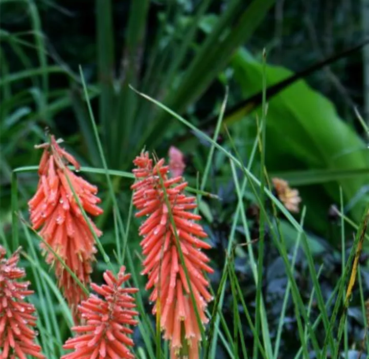 Garten-Fackellilie 'Poco Red', 3 Liter Topf